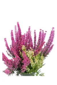 Erica Gracilis Bicolor v12 egarden.store online