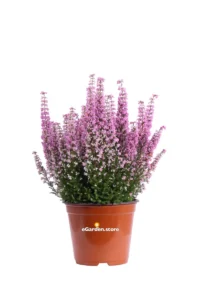 Erica Gracilis Rosa v.12 egarden.store online