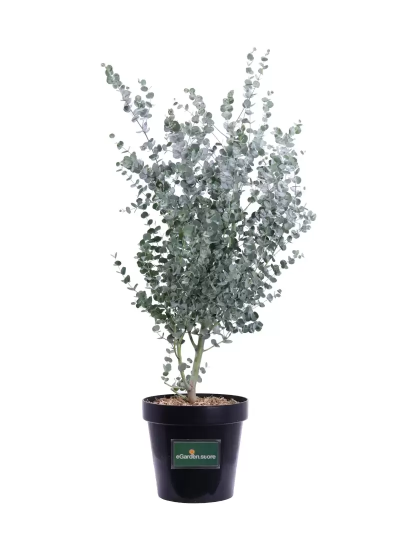 Eucalipto - Eucalyptus Gunnii Azura v20 egarden.store online
