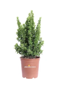 Euonymus Japonicus Benkomasaki v24 egarden.store online