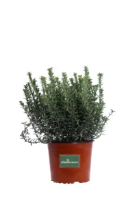 Euonymus Pulchellus Verde v17 egarden.store online