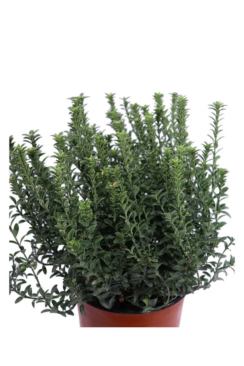 Euonymus Pulchellus Verde v17 egarden.store online