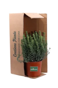 Euonymus Pulchellus Verde v17 egarden.store online