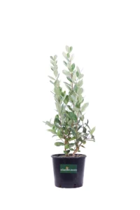 Feijoa v18 egarden.store online