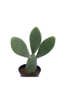 Opuntia Inamoena v10 egarden.store online