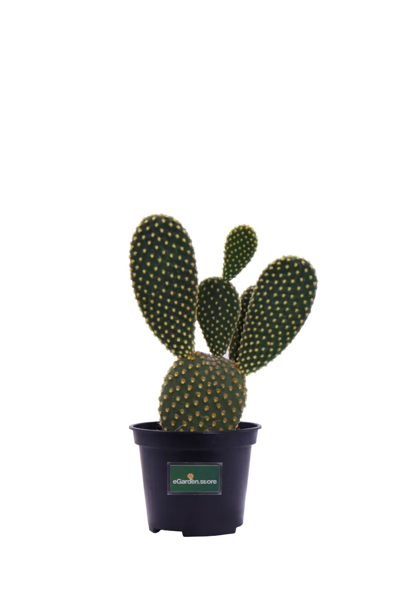 Opuntia Microdasys - In Offerta