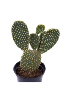 Opuntia Microdasys Giallo v10 egarden.store online