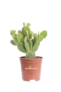 Opuntia Microdasys Giallo v17 egarden.store online