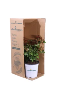 Rosa Castle v17 egarden.store 3 Rosa Castle v17 egarden.store online