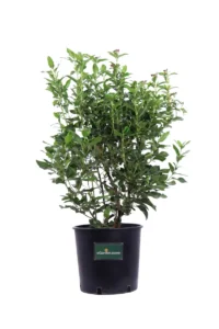 Viburno Tino - Viburnum Tinus Eve Price v24 egarden.store online