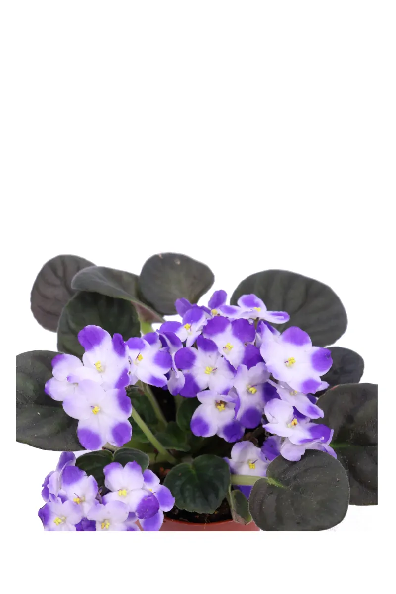 Violetta Africana - Saintpaulia Bicolor v12 egarden.store online