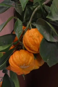 pianta-Arancio-Corrugato egarden.strore online