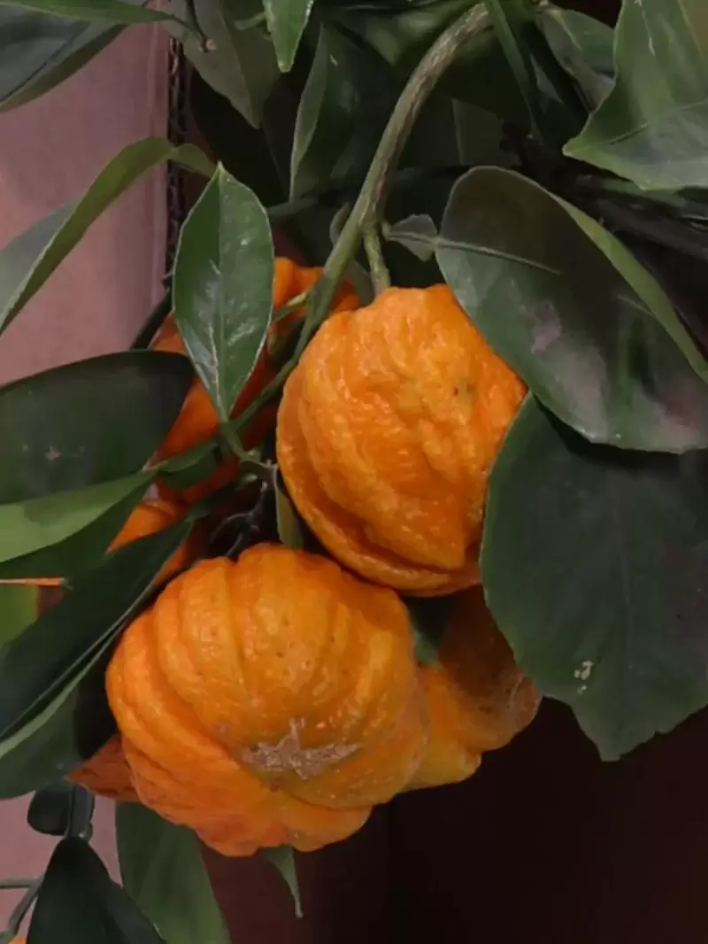 pianta-Arancio-Corrugato egarden.strore online