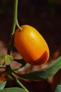 pianta-Kumquat egarden.strore pianta-Kumquat egarden.strore online