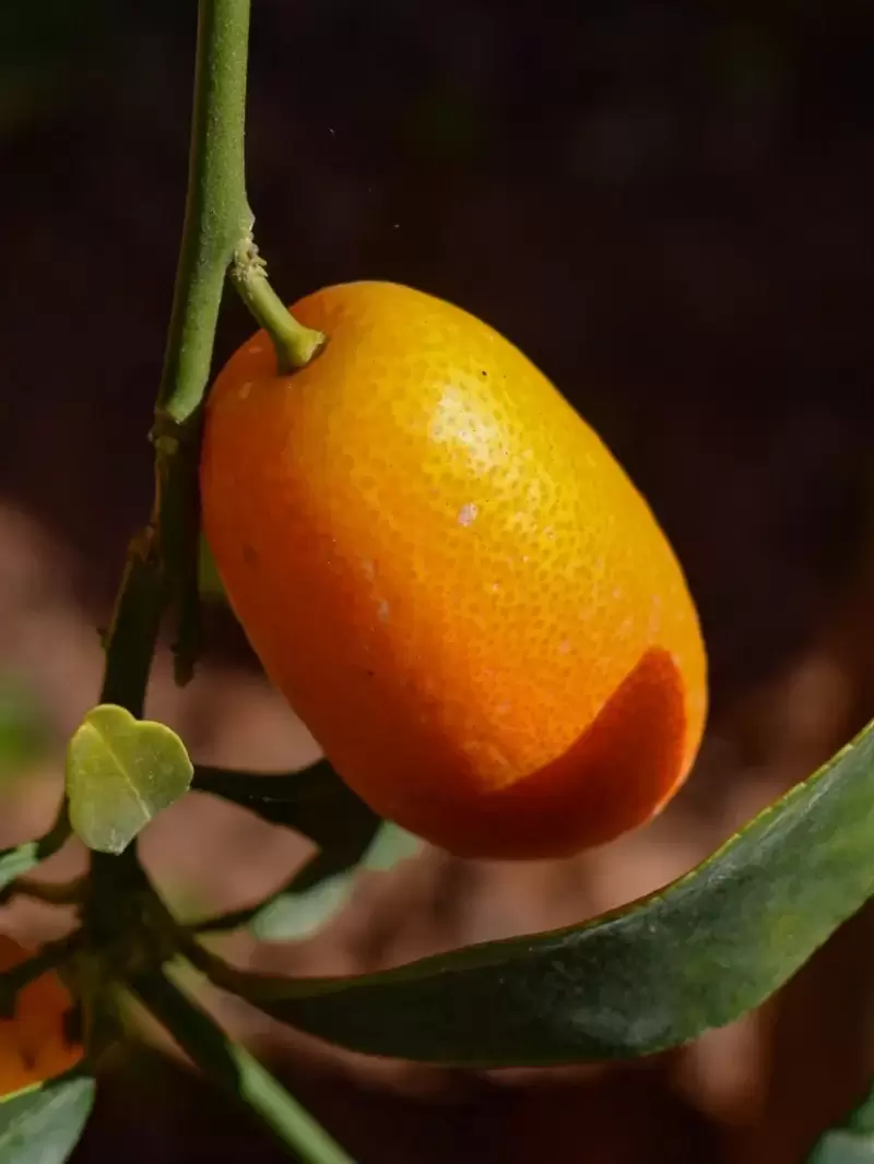 pianta-Kumquat egarden.strore online