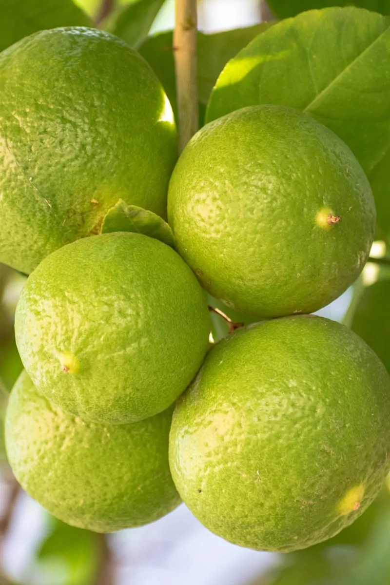 Lima Verde - Citrus X Latifolia - Vivaio Online eGarden