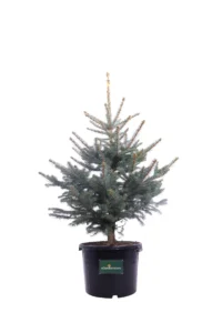 Abete Blu - Picea Pungens Glauca v30 100 egarden.store 1 Abete Blu - Picea Pungens Glauca v30 100 egarden.store online