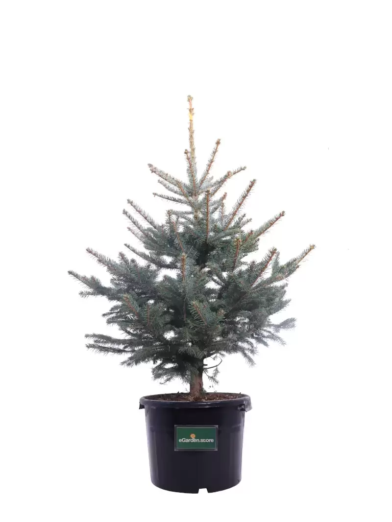 Abete Blu - Picea Pungens Glauca v30 100 egarden.store online