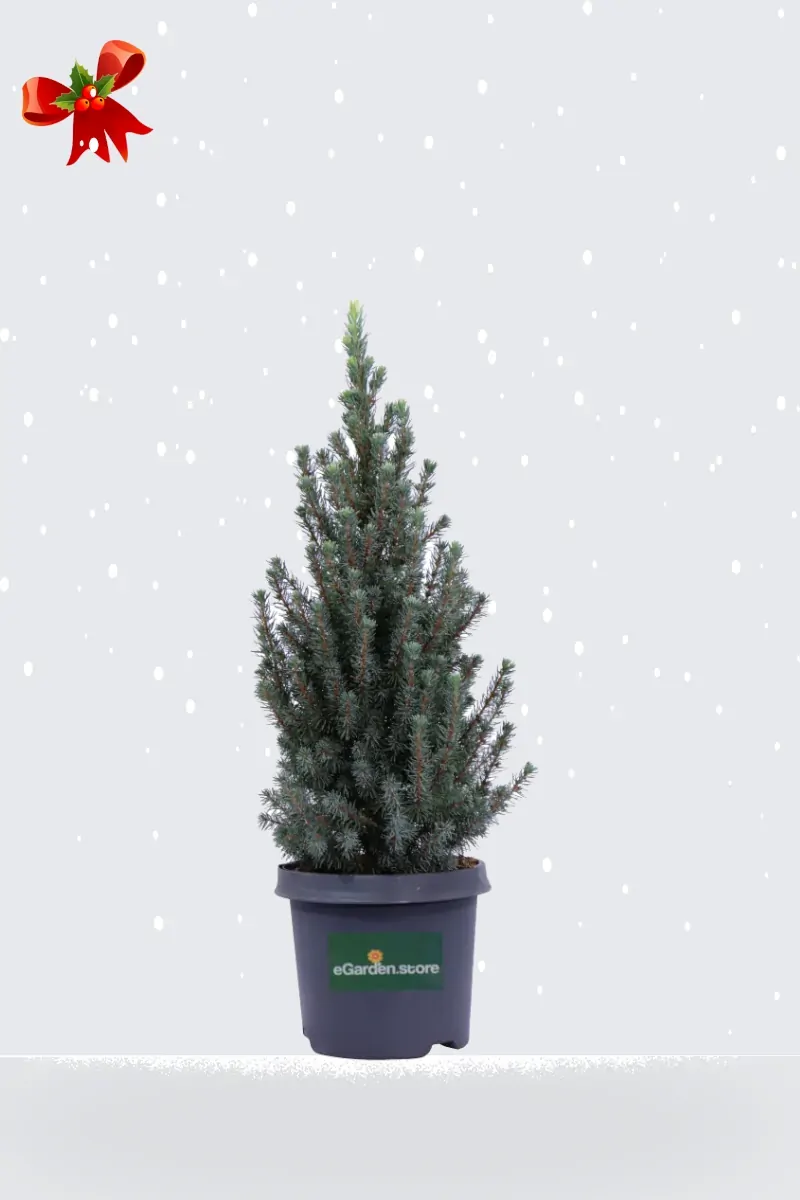 Abete Nano - Picea Glauca Sander's Blue Natale v15 egarden.store online
