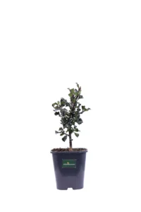 Agrifoglio - Ilex Meserveae Blue Angel v14 egarden.store online