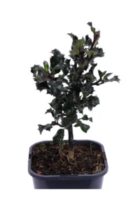 Agrifoglio - Ilex Meserveae Blue Angel v14 egarden.store online