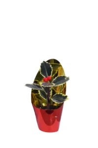 Agrifoglio Segnaposto