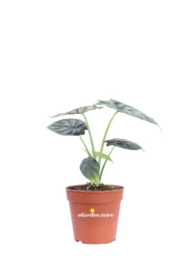 Alocasia Dragon Scale