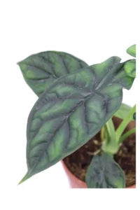 Alocasia Dragon Scale v12 egarden.store online