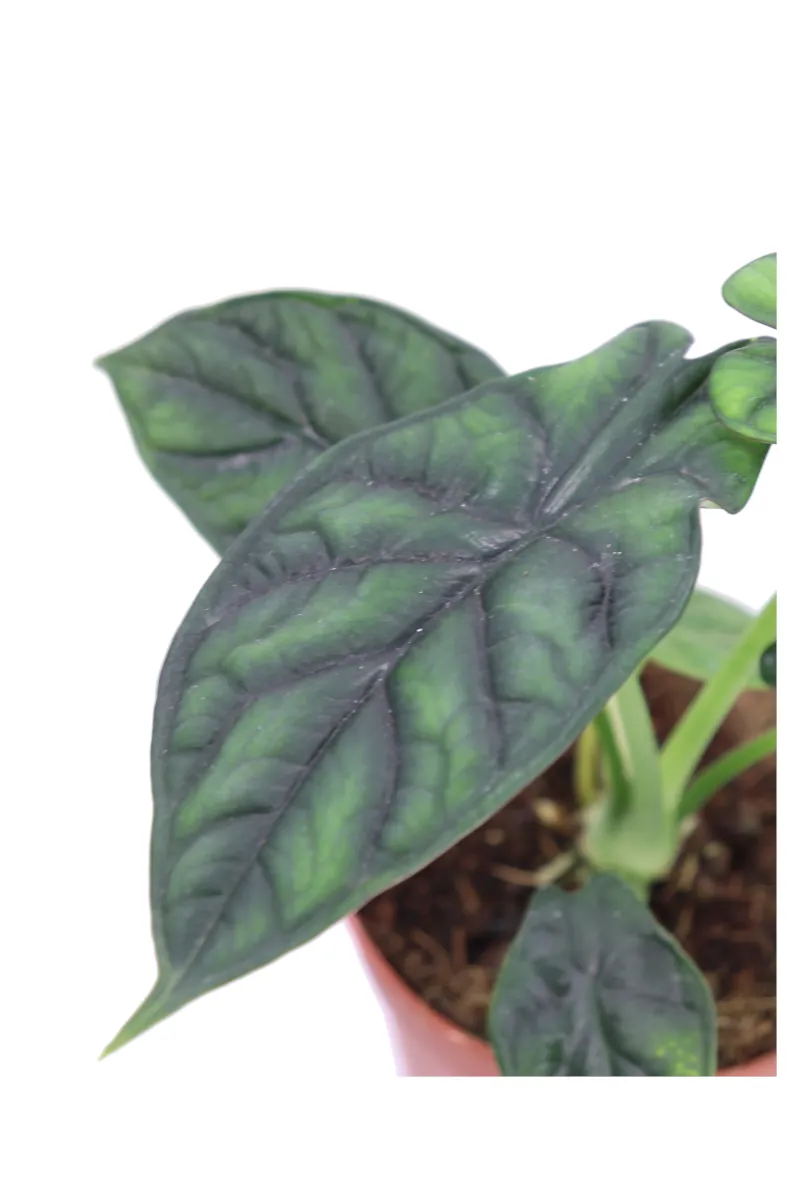 Alocasia Dragon Scale v12 egarden.store online