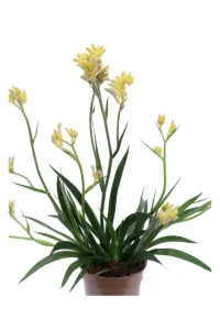 Anigozanthos Giallo v12 egarden.store 2 Anigozanthos Giallo v12 egarden.store online