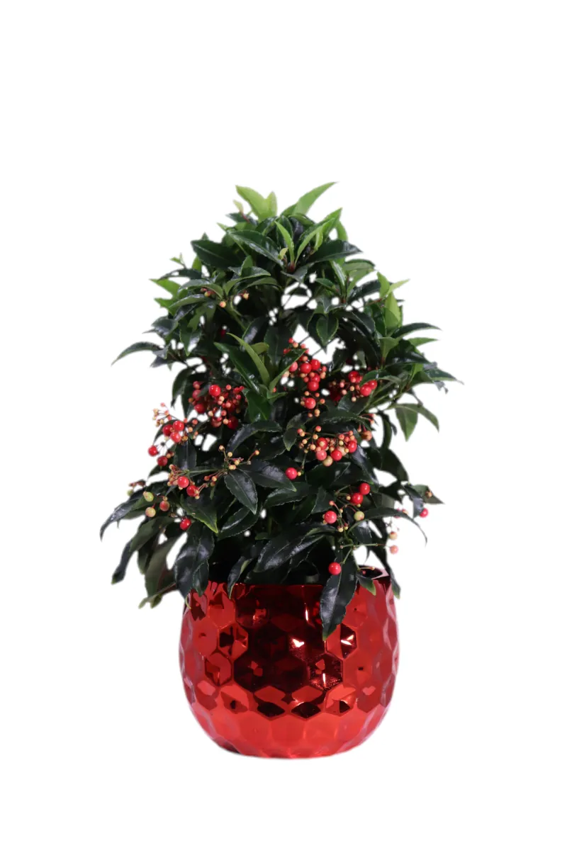 Ardisia Crenata Bospremium Red Deco v14 egarden.store online