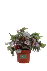 Begonia Beleaf Alaska Creek v12 egarden.store online