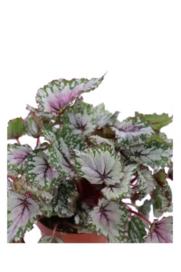 Begonia Beleaf Alaska Creek v12 egarden.store online