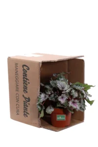 Begonia Beleaf Alaska Creek v12 egarden.store online