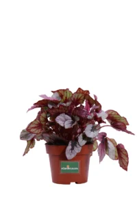 Begonia Beleaf Indian Summer v12 egarden.store online