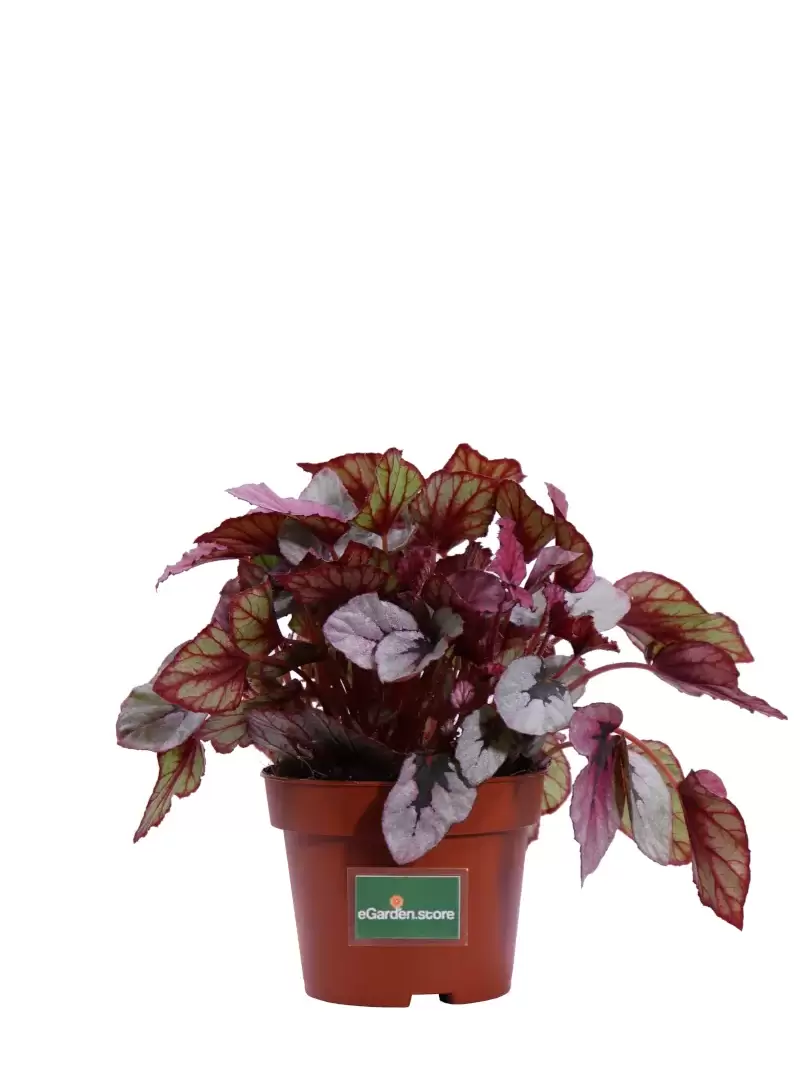 Begonia Beleaf Indian Summer v12 egarden.store online