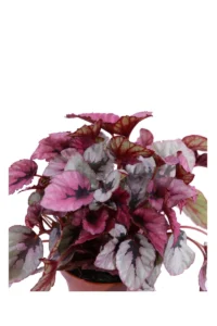 Begonia Beleaf Indian Summer v12 egarden.store online