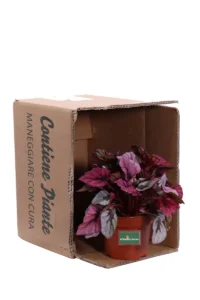 Begonia Beleaf Indian Summer v12 egarden.store online