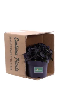 Bugola - Ajuga Reptans Black Scallop v17 egarden.store 3 Bugola - Ajuga Reptans Black Scallop