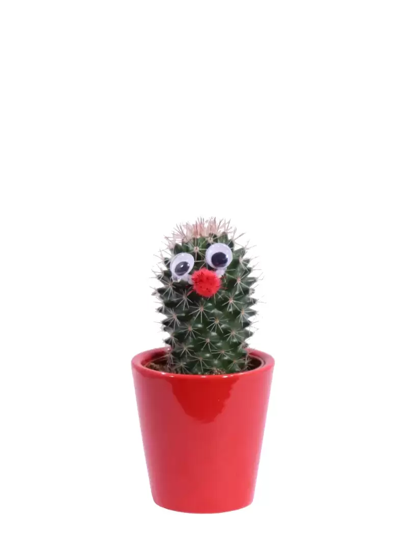 Cactus Decorato 4 v6 egarden.store online