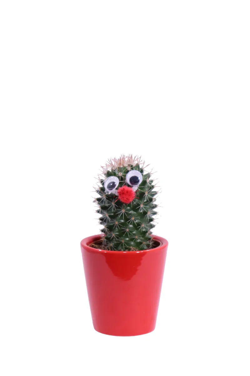 Cactus Decorato 4 v6 egarden.store online