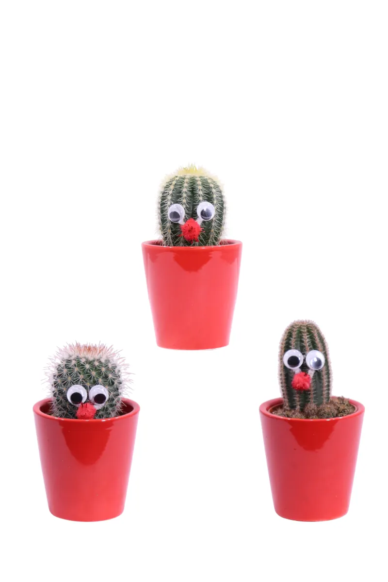 Cactus Decorato Set v6 egarden.store online