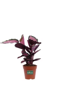 Calathea Roseopicta Rosy v12 egarden.store 1 Calathea Roseopicta Rosy v12 egarden.store online