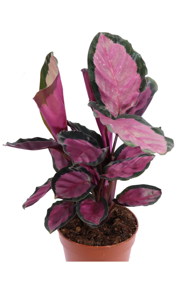 Calathea Roseopicta Rosy v12 egarden.store online