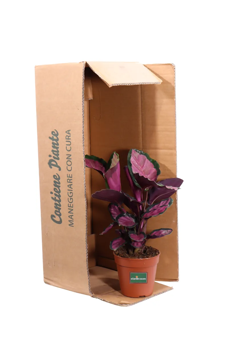 Calathea Roseopicta Rosy v12 egarden.store online