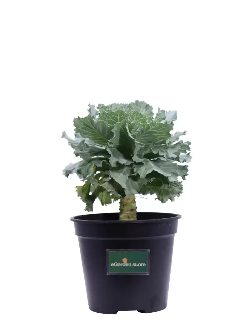 Cavolo Ornamentale - Brassica Acephala Verde v12 egarden.store online