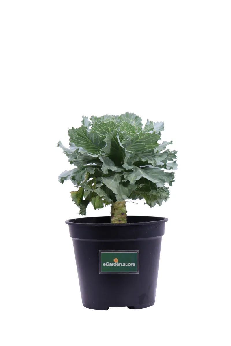 Cavolo Ornamentale - Brassica Acephala Verde v12 egarden.store online
