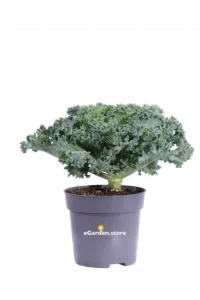 Cavolo Ornamentale - Brassica Sabelica Verde v10 egarden.store online