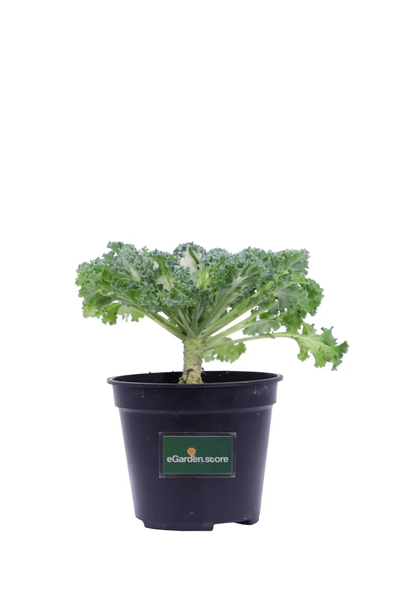 Cavolo Ornamentale - Brassica Sabelica Verde v12 egarden.store online