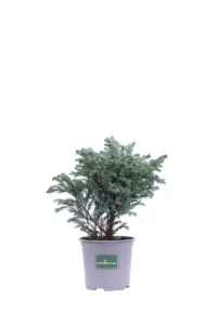 Chamaecyparis Pisifera Sky Blue v9 egarden.store online